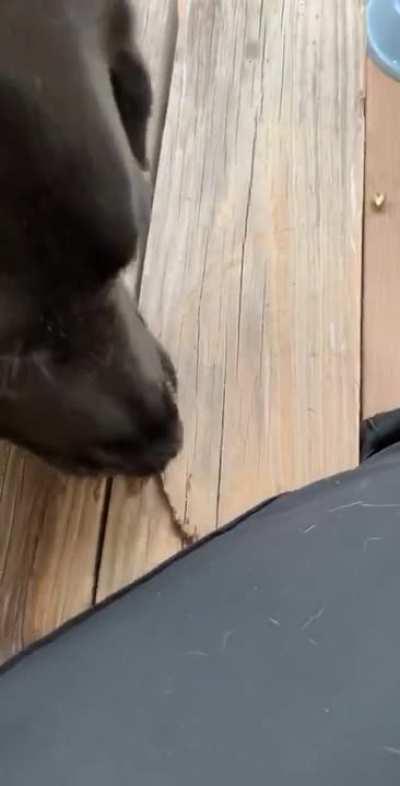 They are so proud of it