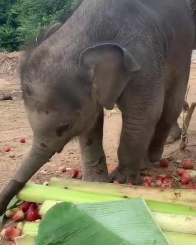 Playing with fruits
