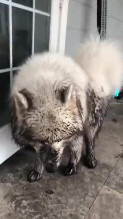 The Apple Doesn't Fall Far From The Tree