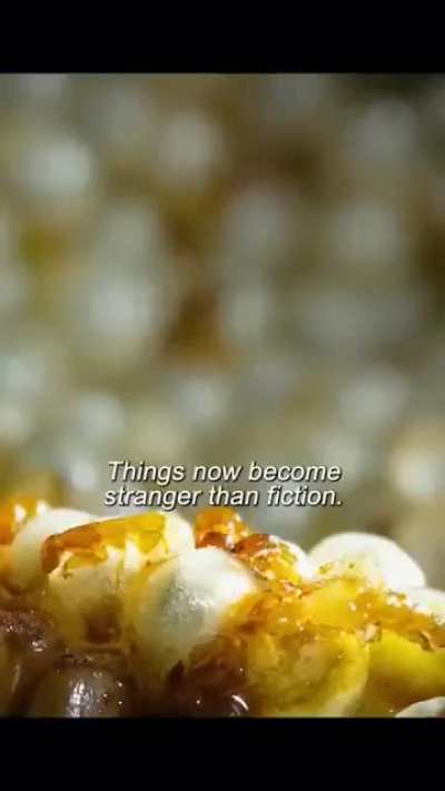 This fruit is supposed to be Veg (allen key)? Bro its a fing massacre