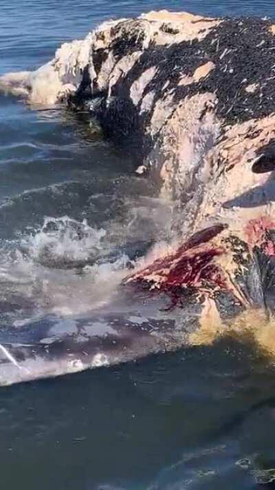 White Shark feeding on a whale off of South Carolina 3/5/21