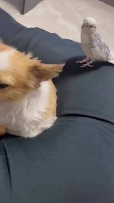 Just trying to wish a merry Christmas