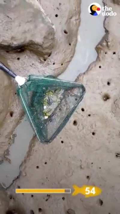 Guy Saves a Stranded School of Puffer Fish