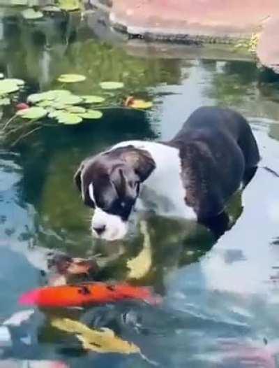 This Adorable doggo have made new friends..