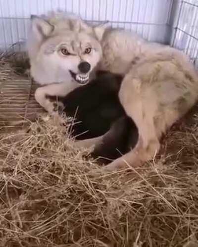 How dumb must you get?