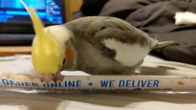 They're in love disposable chopsticks now