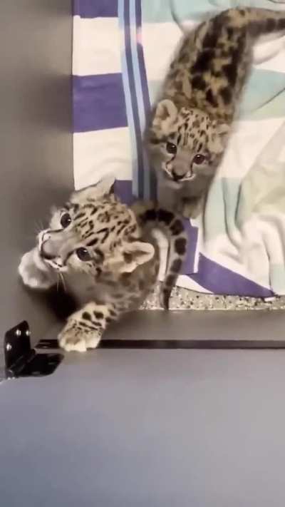 SuperCuteCat.mp4