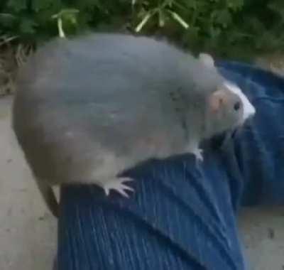 rat