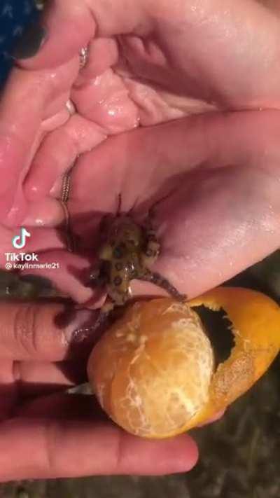Girl literally holds a BLUE RINGED OCTOPUS