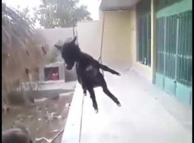 oooh oooh ahha hahhaha