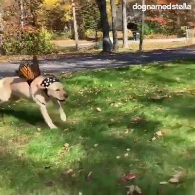 ill just leaf this here