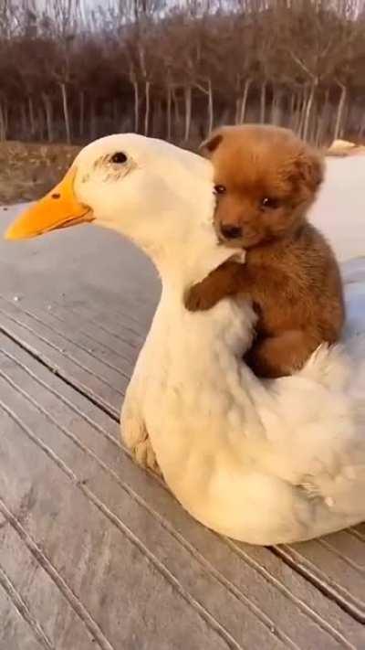 Subaru and Korone are getting along