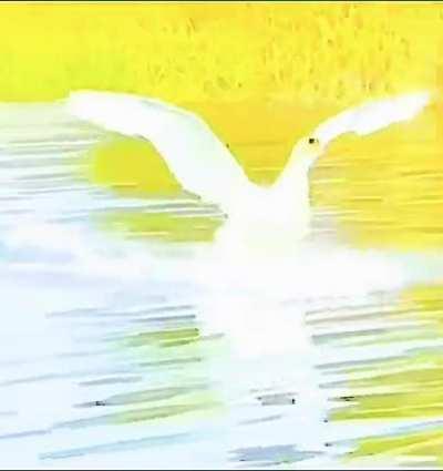 a duck (f,36) landing