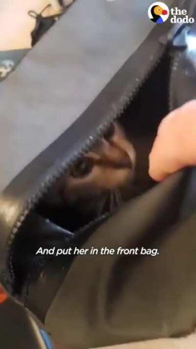 Guy biking across the world picks up a stray kitty