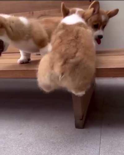 Corgi struggles to get climb bench and join his friends