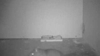 🔥 A rat uses a pencil to activate the trap and get the food.