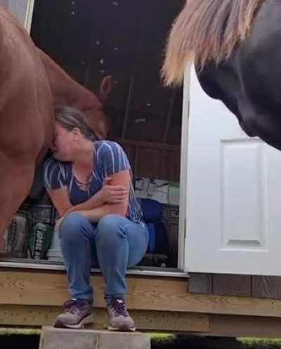 They know their owner is sad. Horses are such emotional beings