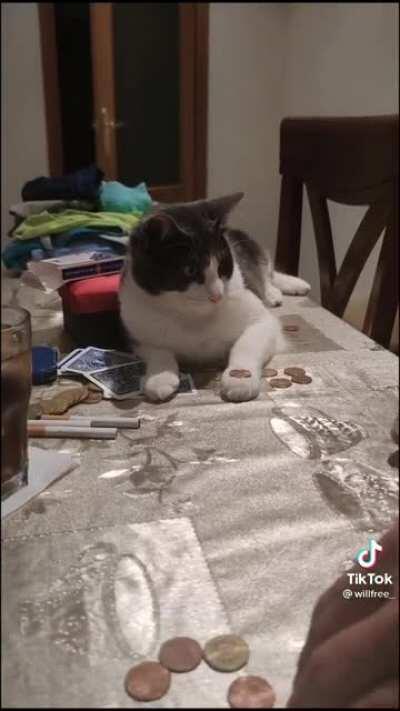 Cat does same trick as person