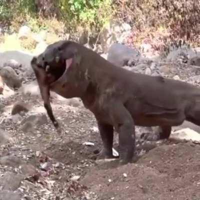 Komodo dragon also known as komodo monitor lizard also known as komodo monster