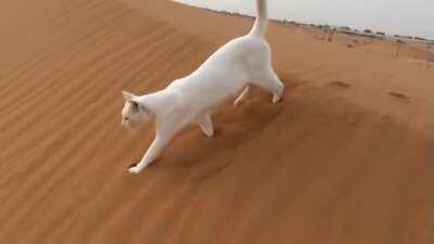 Cats place their hind paws in exactly the same spot as their front paws when walking to allow them to make precise movements