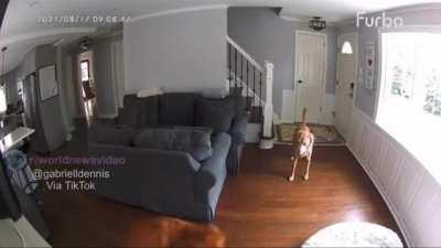 Roomba gets destroyed after getting stuck on a dog’s tail