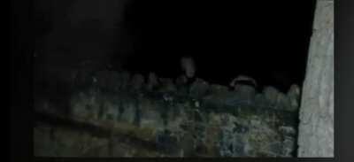 Some weird looking frogs