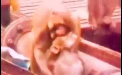 Electrocuted monkey is brought back to life by another monkey