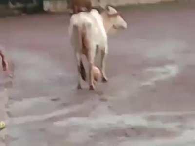 An Ox invading a playing field and refusing to give back the ball. He just really wanted to play football.