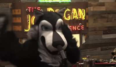 Joe Rogan and Furries