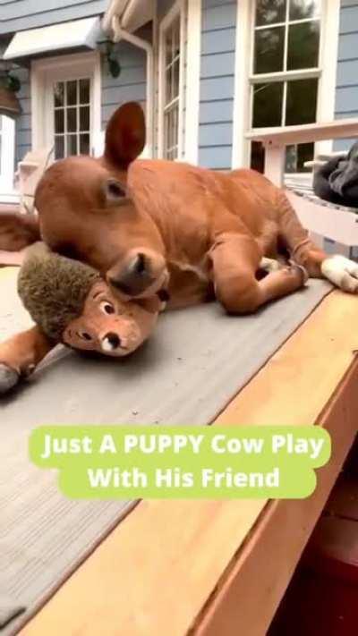 🐮❤️ Just A Puppy Cow Play With His Friend
