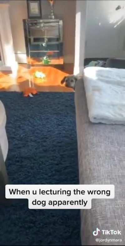 The start of the Canine Riots