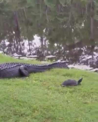 🔥 Turtle makes a daring escape 🔥
