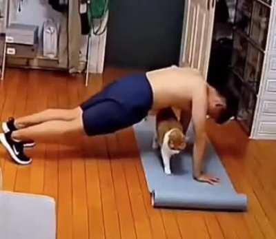 Dad doesn’t want that cat