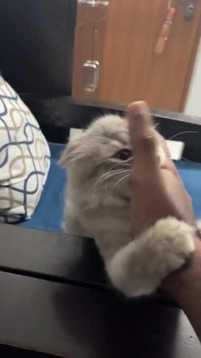 I dont understand this behaviour, please explain ? She doesnt bite but holds my hand firmly in her teeth. Is she attacking me or playing ?