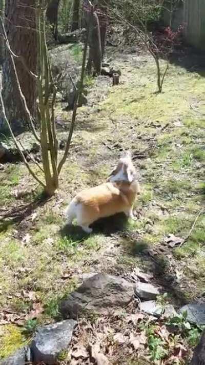 Back from Woof Wednesday