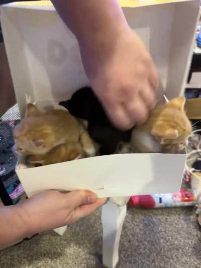 They will be eaten with coffee