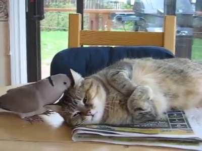 Annoying dove won't let the cat sleep