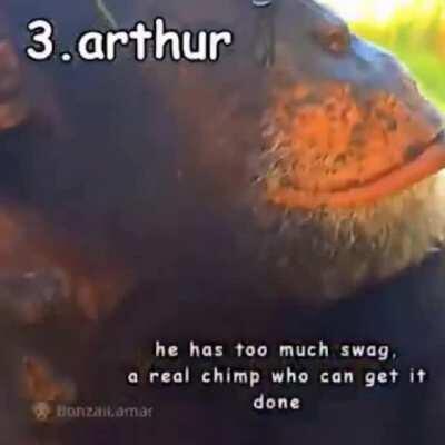 Top 4 chimps (ft. Orslok) 😎