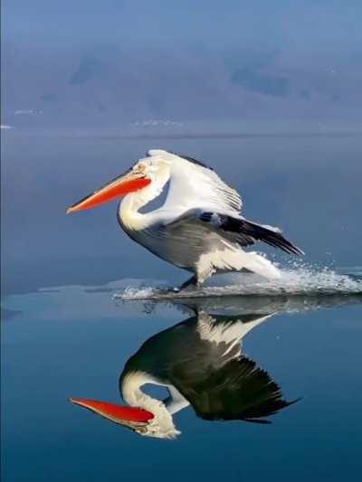 Pelican landing perfectly on water
