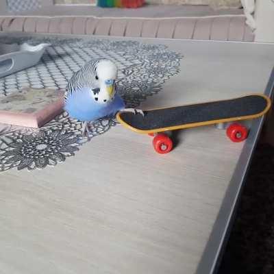 He was a sk8erbirb