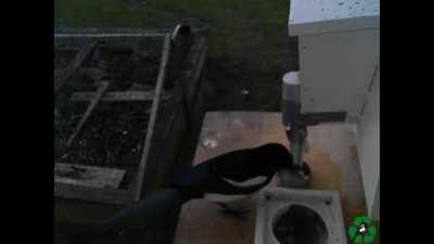 We have developed a bird feeder where birds can exchange litter for food