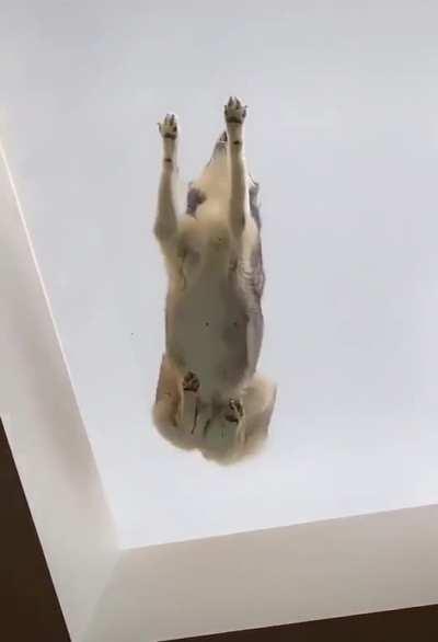 dOGs StARVE tO dEatH AftEr BeING lockED on tHe Roof