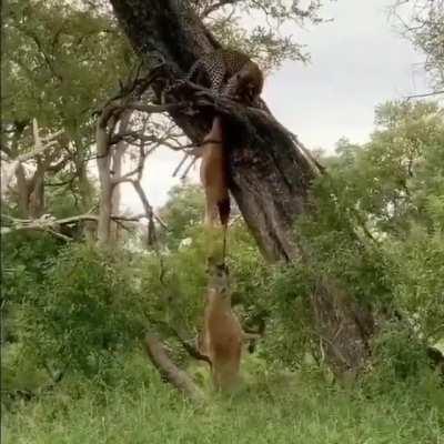 Hyena stealing a meal