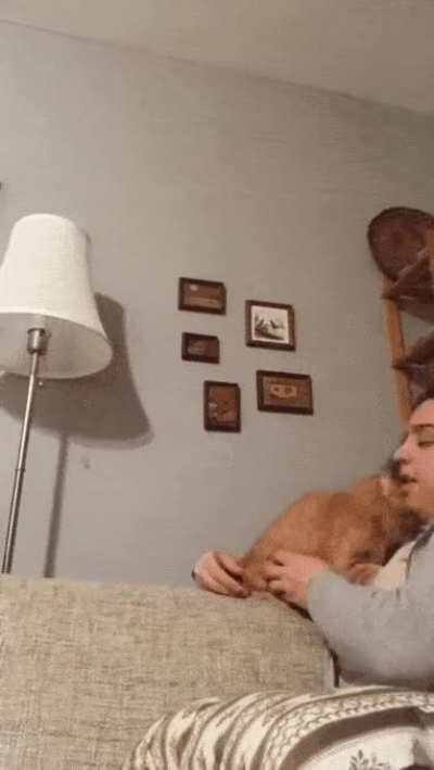 Cat wanted to feel better