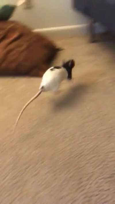 happy christmas bounces!