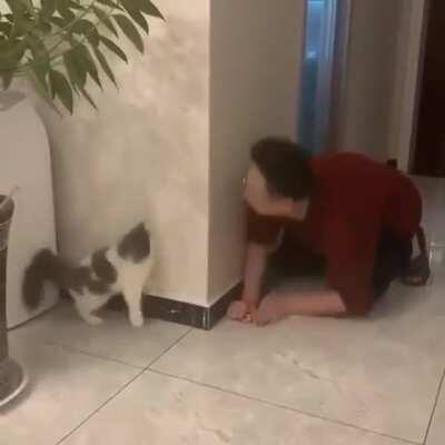 Cat around the corner is startled