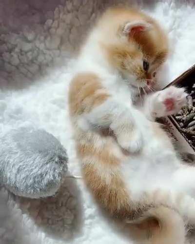 Grooming Is A Craft And It Takes Patience And Time