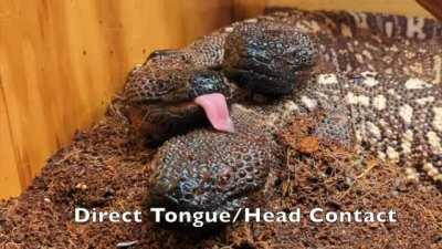 Hydrating the Beaded Lizards, cousins to the Gila Monster.