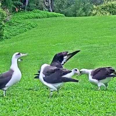 The elaborate 'get funky with me' dance of the Laysan Albatross (sound on!)