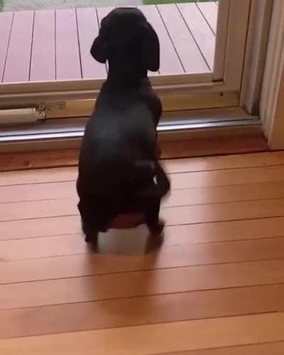 Dogs might be in just a small part of our lives, but to them, we are their whole life.